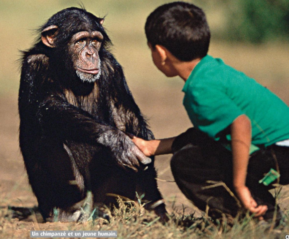 http://lancien.cowblog.fr/images/Animaux2/humainchimpanze.png