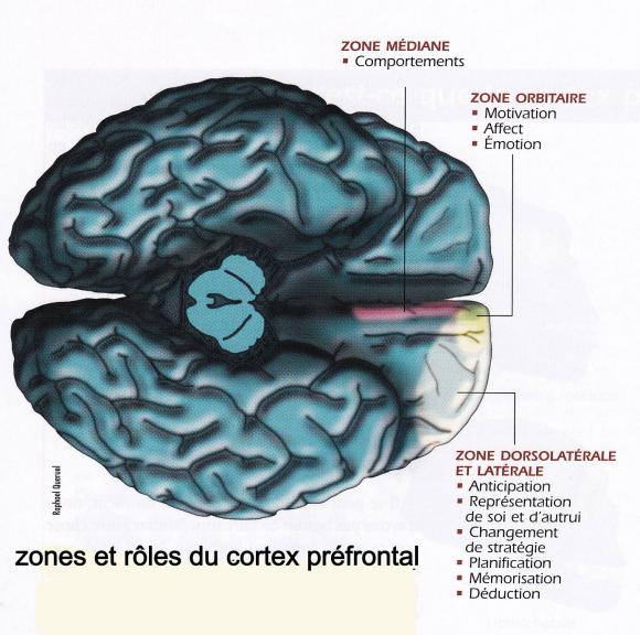 http://lancien.cowblog.fr/images/Cerveau1/cortexprefrontal.jpg