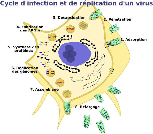http://lancien.cowblog.fr/images/ClimatEnergie/replicationvirus.jpg